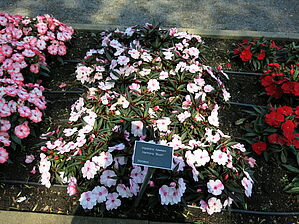 Impossible d'afficher l'image