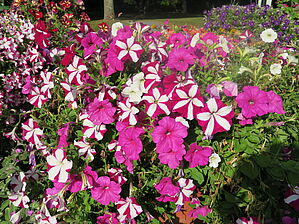 Mix Fuseables Ooh La La 'Petunia Easy Wave Burgundy Star, Neon Rose, Shock Wave Coconut' Impossible d'afficher l'image