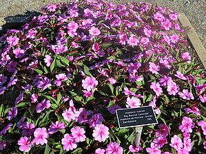 Impossible d'afficher l'image