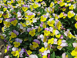 Viola 'XP Yellow Pink Jump Up' Impossible d'afficher l'image