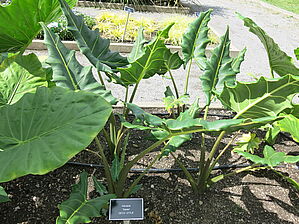 Alocasia 'Sarian' Impossible d'afficher l'image