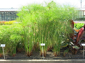 Impossible d'afficher l'image