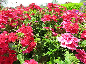 Verbena Lanai 'Strawberry' Impossible d'afficher l'image