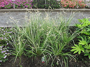 Impossible d'afficher l'image