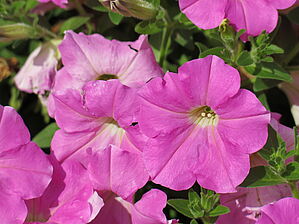 Petunia Tea 'Pink' Impossible d'afficher l'image