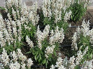Salvia 'Sallyfun White Imp.' Impossible d'afficher l'image