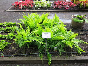 Impossible d'afficher l'image