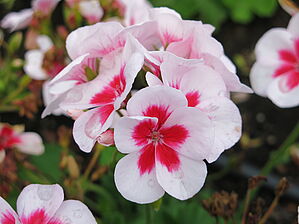 Impossible d'afficher l'image