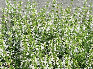 Salvia 'Summer Jewel White' Impossible d'afficher l'image
