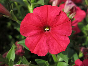 Impossible d'afficher l'image