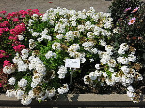 Impossible d'afficher l'image