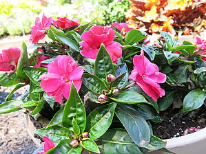 Impossible d'afficher l'image