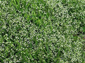 Impossible d'afficher l'image