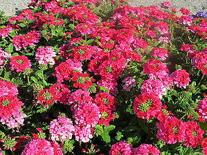 Verbena 'EnduraScape Hot Pink' Impossible d'afficher l'image