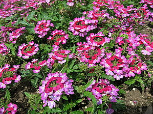 Verbena 'Lanai Twister Burgundy' Impossible d'afficher l'image