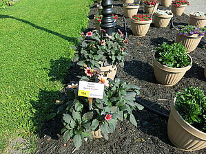 Impossible d'afficher l'image