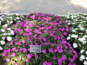 Impossible d'afficher l'image