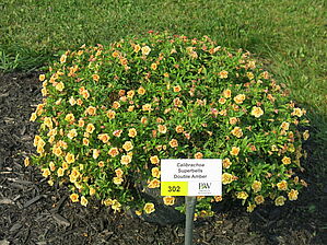 Impossible d'afficher l'image