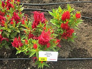 Impossible d'afficher l'image