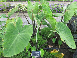 Impossible d'afficher l'image