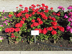 Impossible d'afficher l'image