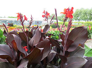 Impossible d'afficher l'image