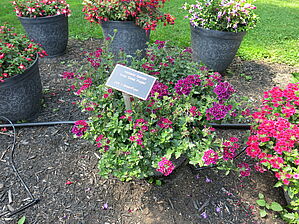 Verbena Vivid 'Deep Purple' Impossible d'afficher l'image