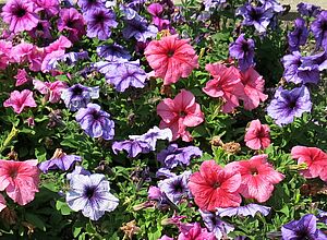 Petunia 'Veined Mixture' Impossible d'afficher l'image