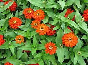 Zinnia 'Zahara Double Fire' Impossible d'afficher l'image