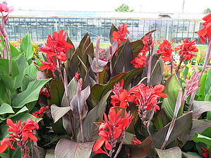 Impossible d'afficher l'image