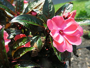 Impossible d'afficher l'image