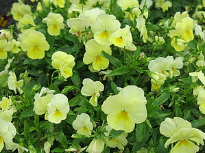 Viola (Pot) Cool Wave 'Lemon' Improved Impossible d'afficher l'image