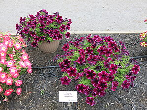 Petunia Crazytunia 'Cosmic Pink' Impossible d'afficher l'image