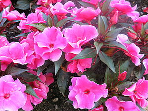 Impossible d'afficher l'image