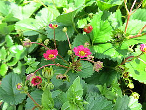 Impossible d'afficher l'image