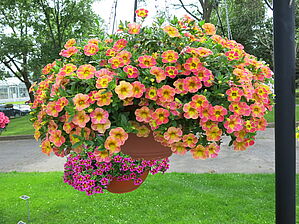 Calibrachoa 'Chameleon Sunshine Berry' Impossible to display the image