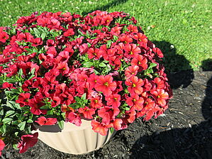 Impossible d'afficher l'image