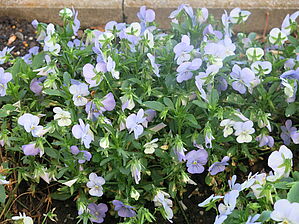 Viola 'Endurio Sky Blue Martien' Impossible d'afficher l'image