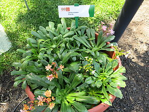 Impossible d'afficher l'image