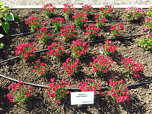 Impossible d'afficher l'image