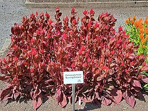 Impossible d'afficher l'image