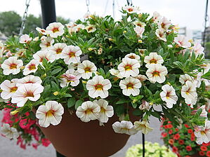 Calibrachoa 'Conga Blush' Impossible to display the image