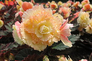 Impossible to display the image