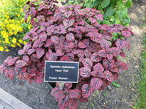 Impossible d'afficher l'image