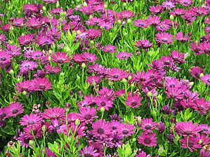 Impossible d'afficher l'image