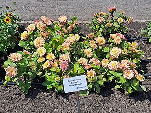 Impossible d'afficher l'image