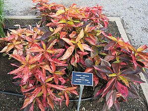 Acalypha 'Copper' Impossible d'afficher l'image