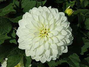 Impossible d'afficher l'image