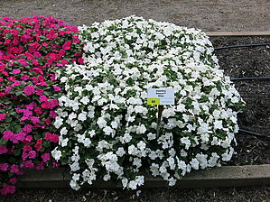 Impossible d'afficher l'image