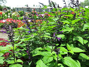 Salvia Bodacious 'Rythm & Blues' Impossible d'afficher l'image